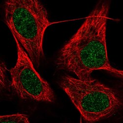 Invitrogen KRBOX4 Polyclonal Antibody 100 &mu;L; Unconjugated:Antibodies,