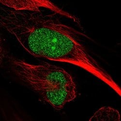 CLIF Polyclonal Antibody, Invitrogen 100 &mu;L; Unconjugated:Antibodies,