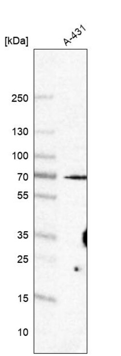 Invitrogen CLIF Polyclonal Antibody 100 &mu;L | Buy Online | Invitrogen&trade; | Fisher Scientific