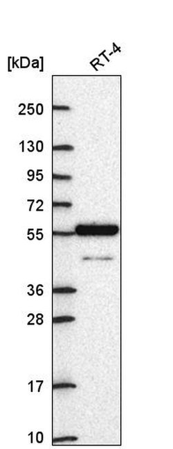 CLIF Polyclonal Antibody, Invitrogen 100 &mu;L; Unconjugated:Antibodies,