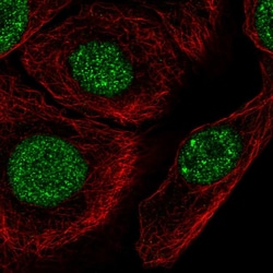 Invitrogen C1orf174 Polyclonal Antibody 100 &mu;L; Unconjugated:Antibodies,