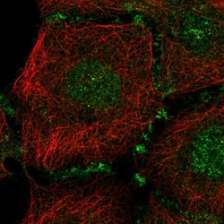 Invitrogen PLEKHA7 Polyclonal Antibody 100 &mu;L; Unconjugated:Antibodies,