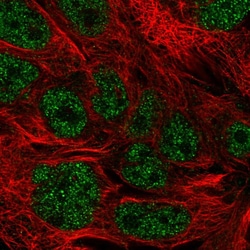 Invitrogen KDELC2 Polyclonal Antibody 100 &mu;L; Unconjugated:Antibodies,