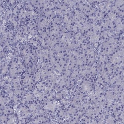 Invitrogen CCDC11 Polyclonal Antibody 100 &mu;L; Unconjugated:Antibodies,