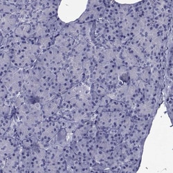 Invitrogen GKAP1 Polyclonal Antibody 100 &mu;L; Unconjugated:Antibodies,