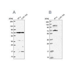 Invitrogen A-Raf Polyclonal Antibody 100 &mu;L | Buy Online | Invitrogen&trade; | Fisher Scientific