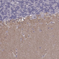 Invitrogen SLCO3A1 Polyclonal Antibody 100 &mu;L; Unconjugated:Antibodies,
