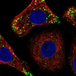 Invitrogen DULLARD Polyclonal Antibody 100 &mu;L; Unconjugated:Antibodies,