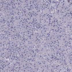 Invitrogen RIM2 Polyclonal Antibody 100 &mu;L; Unconjugated:Antibodies,