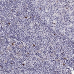 Invitrogen NHERF2 Polyclonal Antibody 100 &mu;L; Unconjugated:Antibodies,