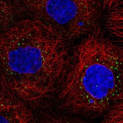 Invitrogen TIP47 Polyclonal Antibody 100 &mu;L; Unconjugated:Antibodies,