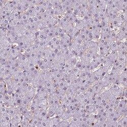 Invitrogen TIP47 Polyclonal Antibody 100 &mu;L; Unconjugated:Antibodies,