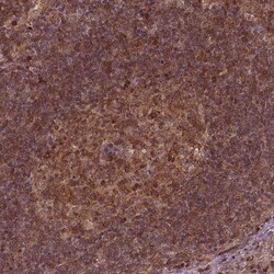 Invitrogen TIP47 Polyclonal Antibody 100 &mu;L; Unconjugated:Antibodies,