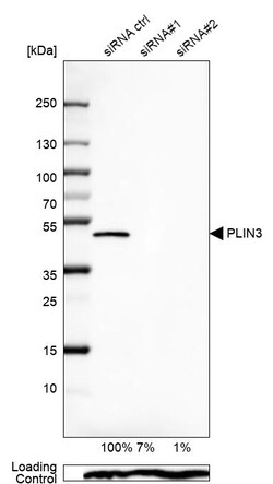 Invitrogen TIP47 Polyclonal Antibody 100 &mu;L | Buy Online | Invitrogen&trade; | Fisher Scientific