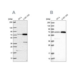 Invitrogen PES1 Polyclonal Antibody 100 &mu;L; Unconjugated:Antibodies,
