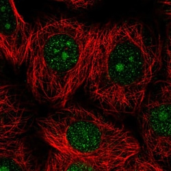 Invitrogen DOLK Polyclonal Antibody 100 &mu;L; Unconjugated:Antibodies,