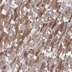 Invitrogen PGM5 Polyclonal Antibody 100 &mu;L; Unconjugated:Antibodies,