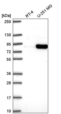 Invitrogen MYSM1 Polyclonal Antibody 100 &mu;L; Unconjugated:Antibodies,