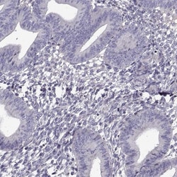 Invitrogen LRRC27 Polyclonal Antibody 100 &mu;L | Buy Online | Invitrogen&trade; | Fisher Scientific