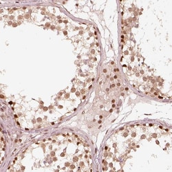 Invitrogen GMEB2 Polyclonal Antibody 100 &mu;L; Unconjugated:Antibodies,