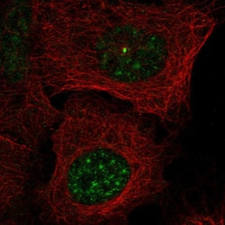 Invitrogen BCAS2 Polyclonal Antibody 100 &mu;L; Unconjugated:Antibodies,