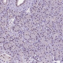 Invitrogen BCAS2 Polyclonal Antibody 100 &mu;L; Unconjugated:Antibodies,