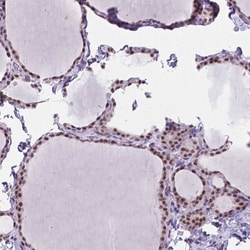 Invitrogen BCAS2 Polyclonal Antibody 100 &mu;L; Unconjugated:Antibodies,