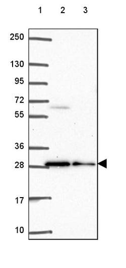 Invitrogen BCAS2 Polyclonal Antibody 100 &mu;L; Unconjugated:Antibodies,