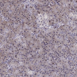 Invitrogen ADH6 Polyclonal Antibody 100 &mu;L | Buy Online | Invitrogen&trade; | Fisher Scientific