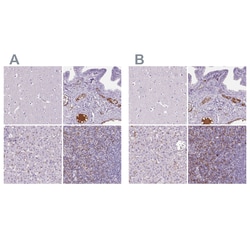 Invitrogen AIM Polyclonal Antibody 100 &mu;L; Unconjugated:Antibodies,