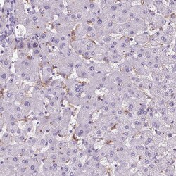 Invitrogen AIM Polyclonal Antibody 100 &mu;L; Unconjugated:Antibodies,