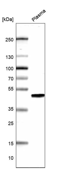 Invitrogen AIM Polyclonal Antibody 100 &mu;L; Unconjugated:Antibodies,
