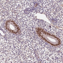 Invitrogen SOX17 Polyclonal Antibody 100 &mu;L; Unconjugated:Antibodies,