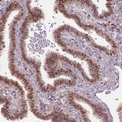 Invitrogen SOX17 Polyclonal Antibody 100 &mu;L; Unconjugated:Antibodies,
