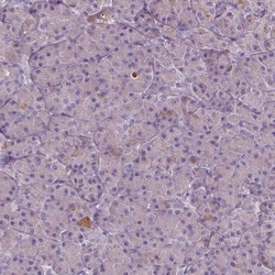 Invitrogen SOX17 Polyclonal Antibody 100 &mu;L; Unconjugated:Antibodies,
