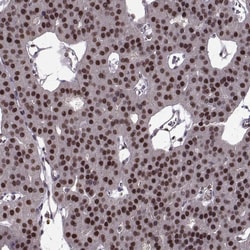 Invitrogen FTO Polyclonal Antibody 100 &mu;L; Unconjugated:Antibodies,