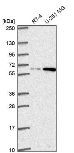 Invitrogen DOLK Polyclonal Antibody 100 &mu;L; Unconjugated:Antibodies,
