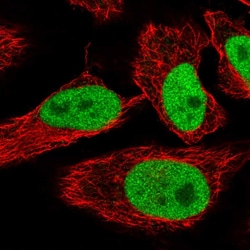 Invitrogen SPIN1 Polyclonal Antibody 100 &mu;L; Unconjugated:Antibodies,