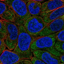 Invitrogen eIF2b epsilon Polyclonal Antibody 100 &mu;L; Unconjugated:Antibodies,
