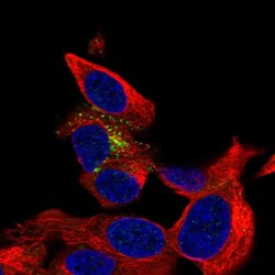 Invitrogen B3GAT1 Polyclonal Antibody 100 &mu;L; Unconjugated:Antibodies,