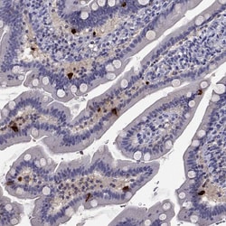 Invitrogen CCK Polyclonal Antibody 100 &mu;L; Unconjugated:Antibodies,