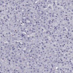 Invitrogen CCK Polyclonal Antibody 100 &mu;L; Unconjugated:Antibodies,