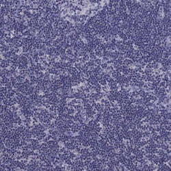 Invitrogen CCK Polyclonal Antibody 100 &mu;L; Unconjugated:Antibodies,