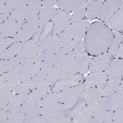 Invitrogen CCK Polyclonal Antibody 100 &mu;L; Unconjugated:Antibodies,