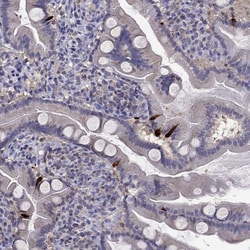 Invitrogen CCK Polyclonal Antibody 100 &mu;L; Unconjugated:Antibodies,