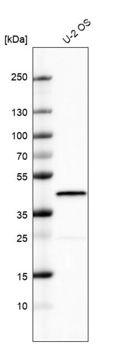 Invitrogen MKP-1 Polyclonal Antibody 100 &mu;L; Unconjugated:Antibodies,
