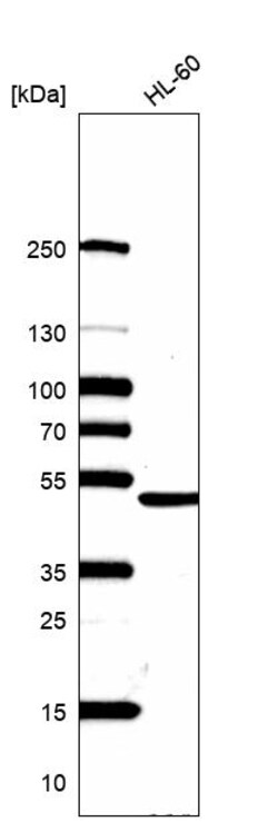 Invitrogen hnRNP F Polyclonal Antibody 100 &mu;L | Buy Online | Invitrogen&trade; | Fisher Scientific