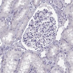 Invitrogen SGOL1 Polyclonal Antibody 100 &mu;L; Unconjugated:Antibodies,