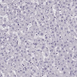 Invitrogen SGOL1 Polyclonal Antibody 100 &mu;L; Unconjugated:Antibodies,