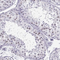Invitrogen SGOL1 Polyclonal Antibody 100 &mu;L; Unconjugated:Antibodies,